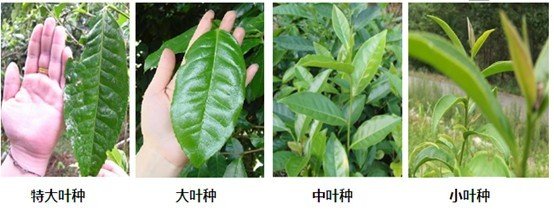 摘茶葉最快的方法，采摘茶葉怎么才能快？