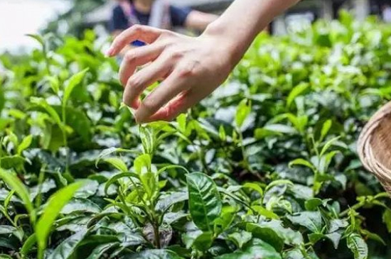 綠茶加工工藝流程圖，綠茶的加工制作包含哪幾個步驟？