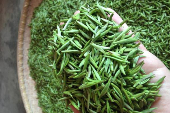 采茶的方法與步驟，如何正確采摘茶葉？