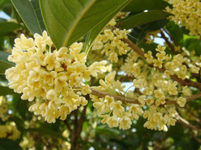 桂花泡茶禁忌，桂花泡水喝的9大禁忌