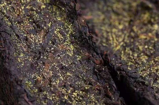 茯磚茶與普洱茶哪個(gè)好，茯茶和普洱茶口味區(qū)別