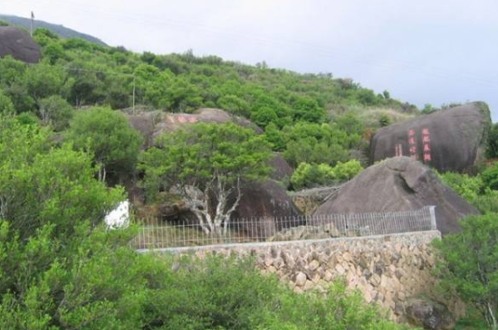 宋種一號價值為什么高，鳳凰單樅宋種1號價格與產(chǎn)量多少？