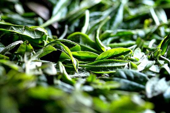 荒野銀針市場價多少，真正的荒野白毫銀針多少錢？