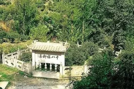 母樹大紅袍給誰喝了，為什么母樹大紅袍叫三棵六株？