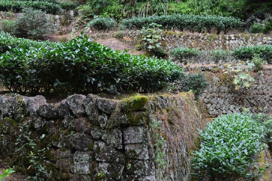 拼配的馬頭巖肉桂，還配叫馬肉嗎？請叫它“馬頭巖大紅袍”