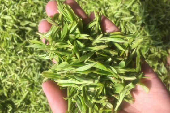 龍井好喝還是毛尖好喝，綠茶是龍井好還是毛尖好？