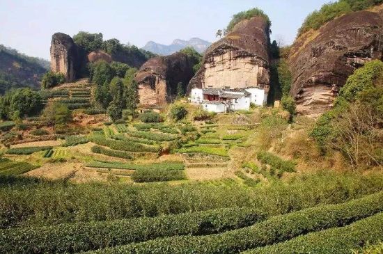 馬頭巖肉桂是大紅袍嗎，大紅袍肉桂屬于什么茶？