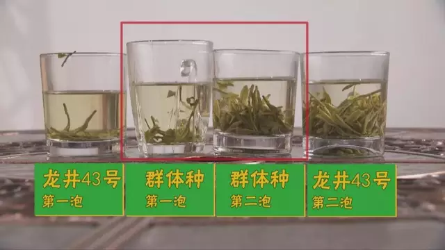 烏牛早和龍井的區(qū)別圖片，龍井43號(hào)和烏牛早茶的對(duì)比