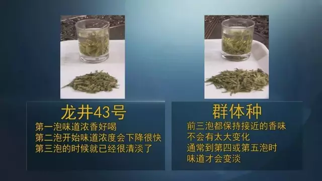 龍井群體種和43號(hào)的區(qū)別圖片，龍井43和群體種哪個(gè)好喝？