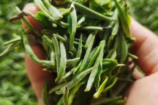 金壇雀舌算不算好茶，金壇雀舌屬于什么檔次茶葉？