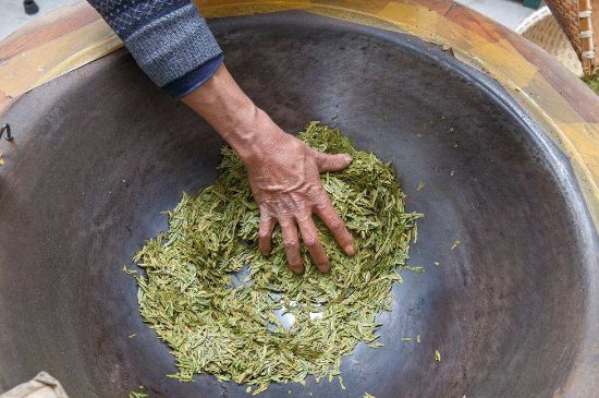 雀舌有一股青草味，雀舌為什么有青草味？