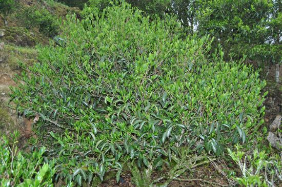 肉桂茶屬于紅茶嗎，牛欄坑肉桂是紅茶還是綠茶？