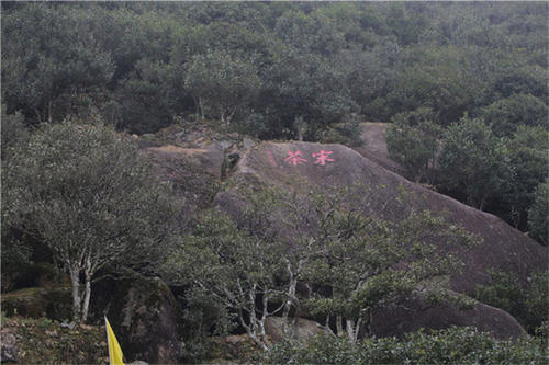 宋種一號價值為什么高，鳳凰單樅宋種1號價格與產(chǎn)量多少？