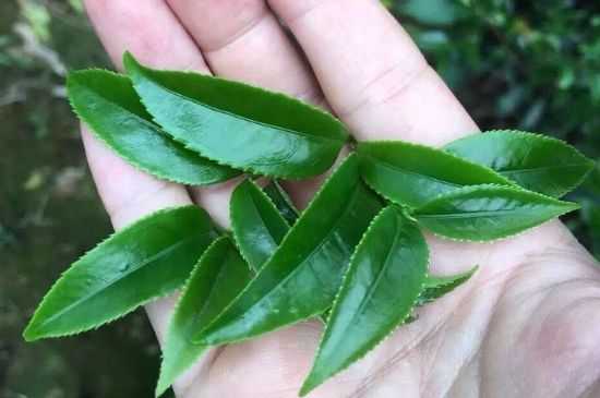 鋸朵仔跟鴨屎香哪個(gè)貴，鋸朵子和鴨屎香哪個(gè)好喝？