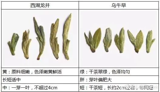 烏牛早和龍井的區(qū)別圖片，龍井43號(hào)和烏牛早茶的對(duì)比