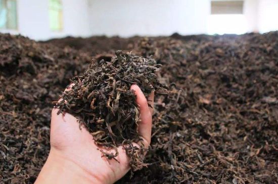 茯磚茶與普洱茶哪個(gè)好，茯茶和普洱茶口味區(qū)別