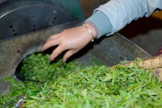 雀舌有一股青草味，雀舌為什么有青草味？