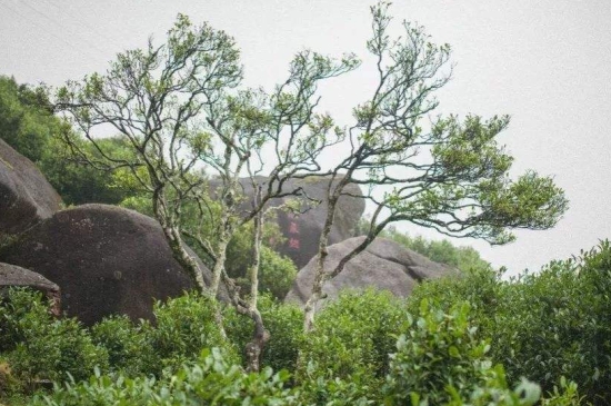 宋種一號價值為什么高，鳳凰單樅宋種1號價格與產(chǎn)量多少？