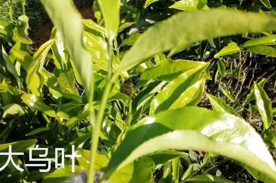 鴨屎香和大烏葉是同一種茶葉嗎，單叢大烏葉和鴨屎香有什么區(qū)別？
