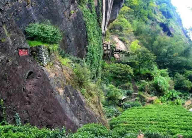 武夷山為什么盛產(chǎn)茶葉，武夷山茶為什么好喝？