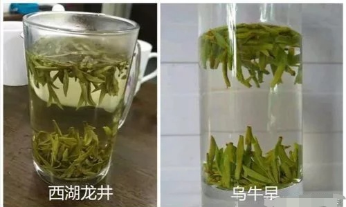 烏牛早和龍井的區(qū)別圖片，龍井43號(hào)和烏牛早茶的對(duì)比