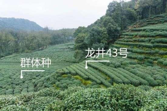 43號(hào)龍井屬于好茶嗎，龍井茶43號(hào)是什么意思？