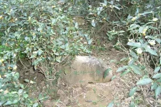 母樹大紅袍給誰喝了，為什么母樹大紅袍叫三棵六株？