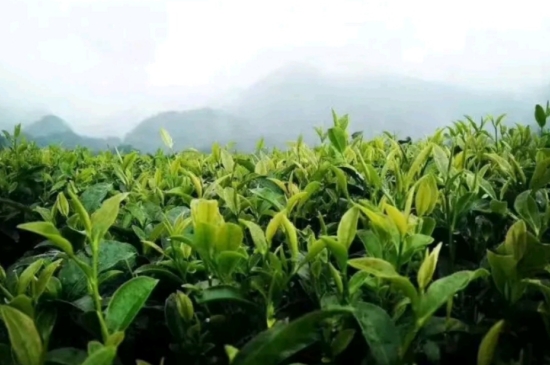 一天3杯紅茶抗癌，常飲紅茶對(duì)身體有好處！