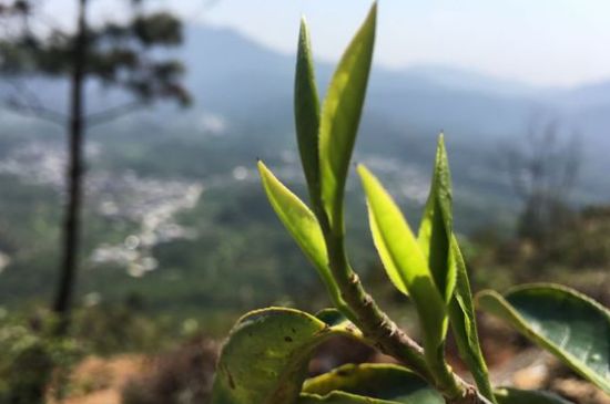 鳳凰單樅什么人不能喝，哪些人不能飲單叢茶