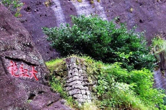 宋種一號價值為什么高，鳳凰單樅宋種1號價格與產(chǎn)量多少？
