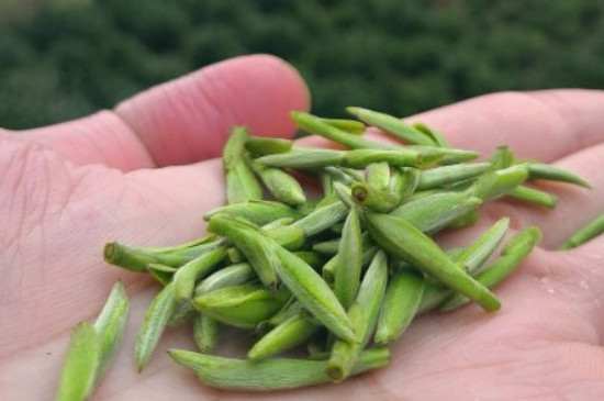 什么綠茶茶葉唇齒留香，哪個品種綠茶香氣好？