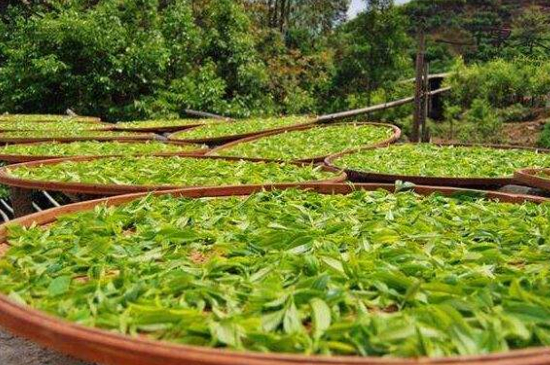 單叢茶十大香型以及常見(jiàn)品種大全，潮安鳳凰單樅十大名香歸類(lèi)