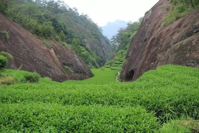 武夷山為什么盛產(chǎn)茶葉，武夷山茶為什么好喝？