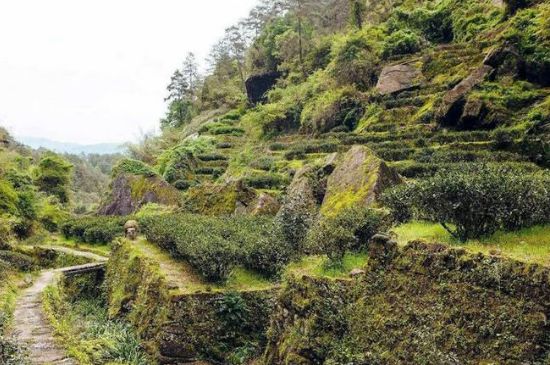 肉桂茶和大紅袍哪個(gè)貴，武夷山肉桂與大紅袍的價(jià)格比較