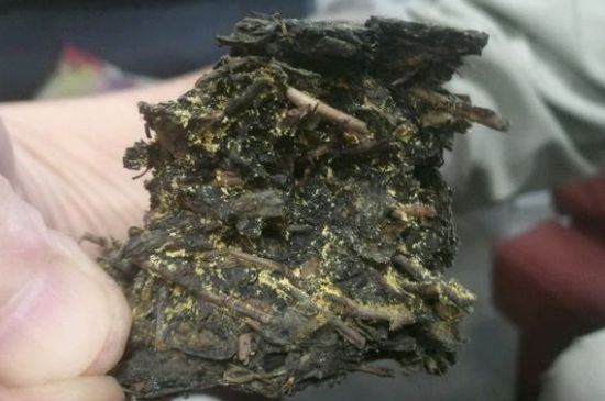 伏茶里的金花是黃曲霉素嗎，金花茯茶里的是什么菌