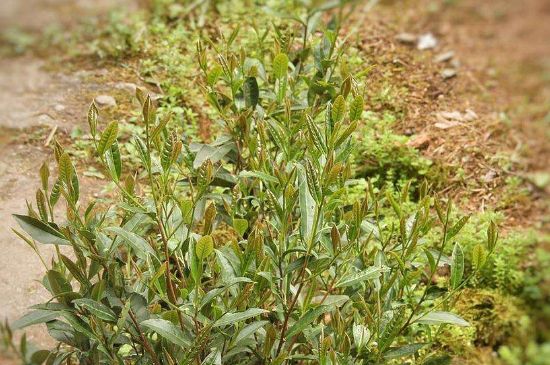 大紅袍四大品種有哪些，大紅袍的種類和著名品種特點(diǎn)介紹