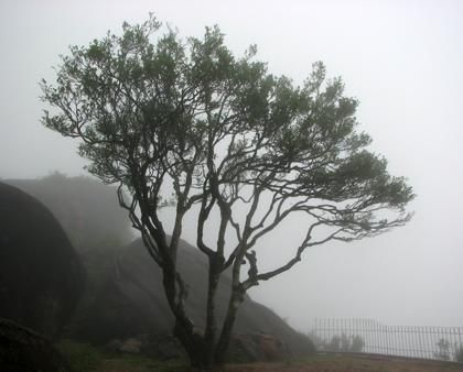 宋種一號價值為什么高，鳳凰單樅宋種1號價格與產(chǎn)量多少？