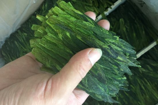 什么綠茶味道濃香，那個(gè)綠茶比較濃香？