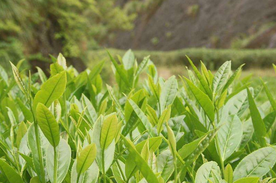 潮安鳳凰單叢十大名樅是什么，烏崠十大古樹名香品種介紹