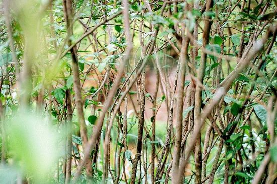 荒野銀針有什么特點(diǎn)，荒野銀針的味道口感咋樣？