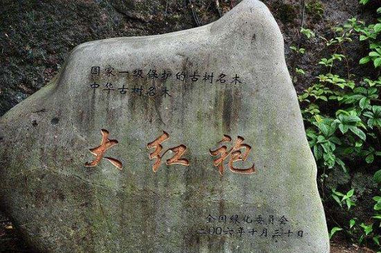 母樹大紅袍給誰喝了，為什么母樹大紅袍叫三棵六株？