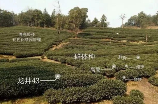 43號(hào)龍井屬于好茶嗎，龍井茶43號(hào)是什么意思？