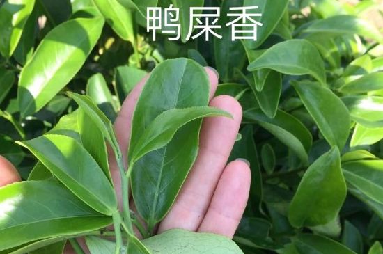 鴨屎香和大烏葉是同一種茶葉嗎，單叢大烏葉和鴨屎香有什么區(qū)別？