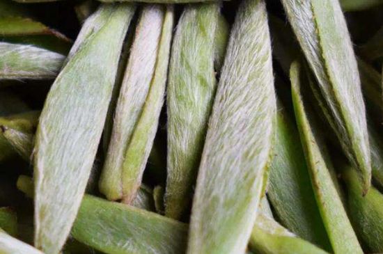 荒野銀針有什么特點(diǎn)，荒野銀針的味道口感咋樣？