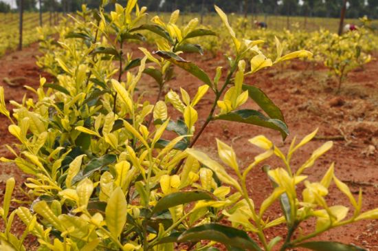 茶中奇葩黃金芽，安吉白茶中黃金芽的特點