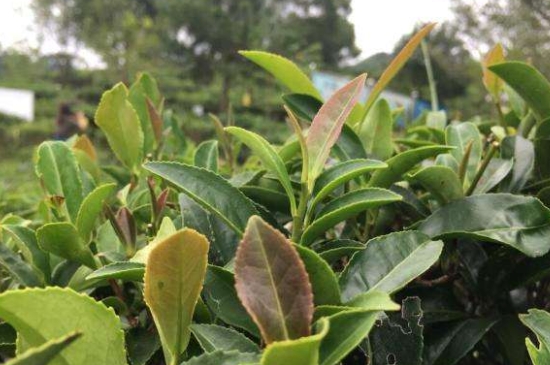 43號(hào)龍井屬于好茶嗎，龍井茶43號(hào)是什么意思？