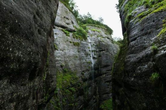 母樹大紅袍給誰喝了，為什么母樹大紅袍叫三棵六株？