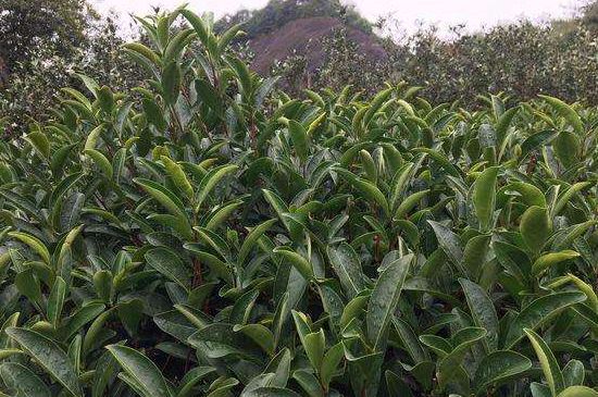 馬頭巖肉桂是大紅袍嗎，大紅袍肉桂屬于什么茶？