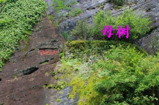 大紅袍拼配什么意思，大紅袍用什么茶拼配的