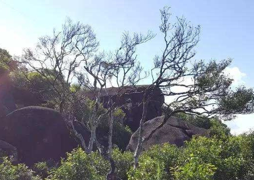 宋種一號價值為什么高，鳳凰單樅宋種1號價格與產(chǎn)量多少？